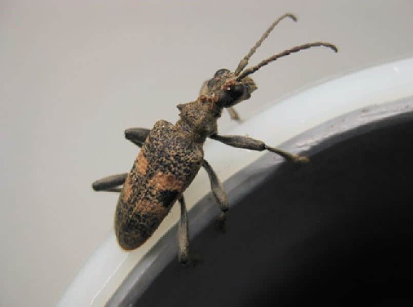 Picture: The photo shows a close-up of a longhorn beetle.