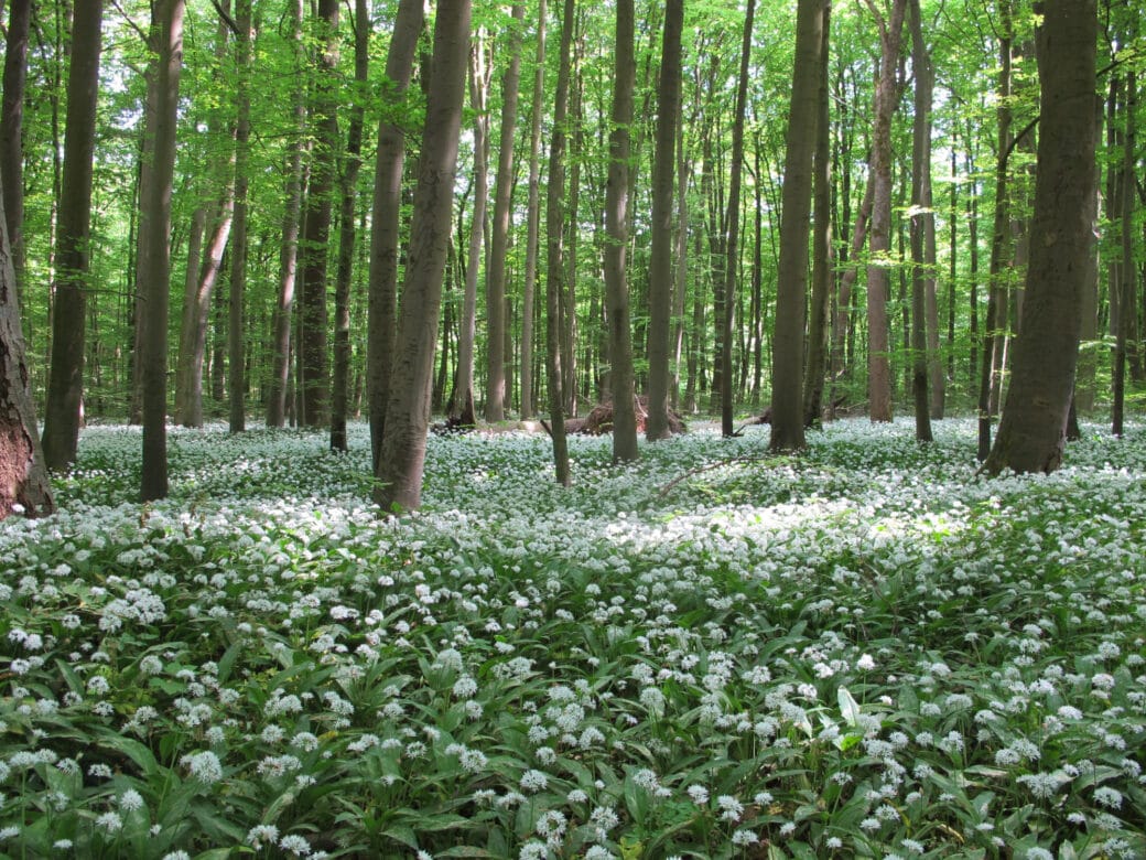 Abbildung: Das Foto zeigt einen Buchenwald mit hellgrünem Frühlingslaub. Der Waldboden ist von niedrig wachsenen Pflanzen mit weißen Blüten bedeckt.