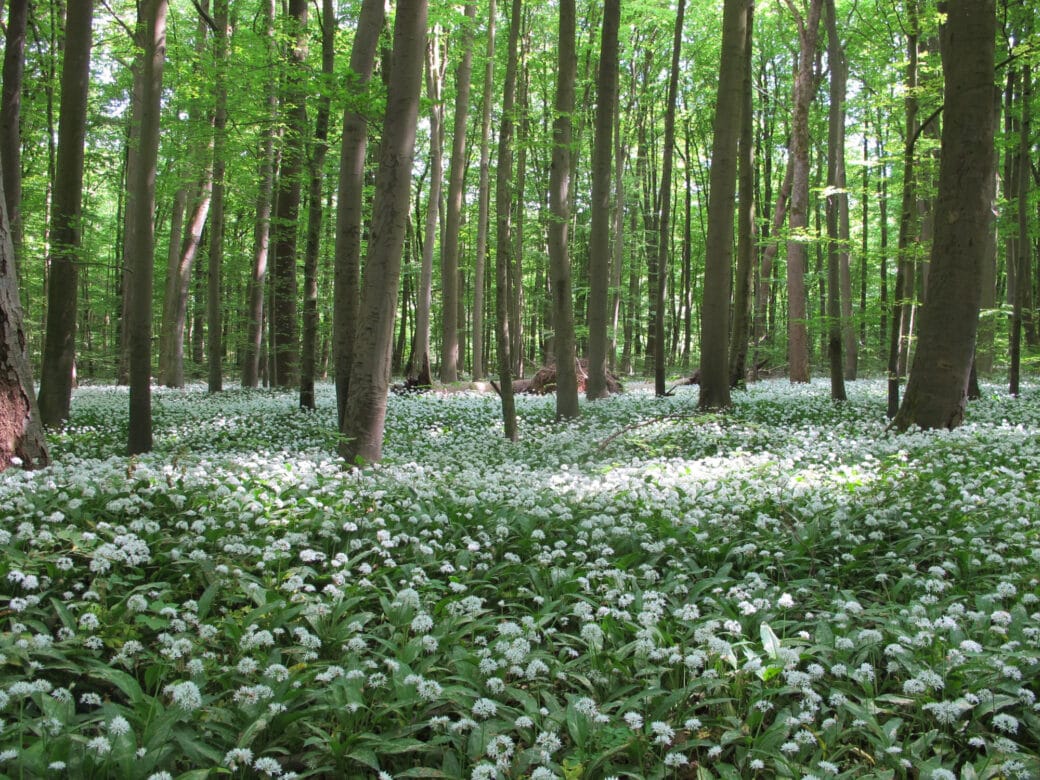 Figure: The photo shows a beech forest with light green spring foliage. The forest floor is covered with low growing plants with white flowers.