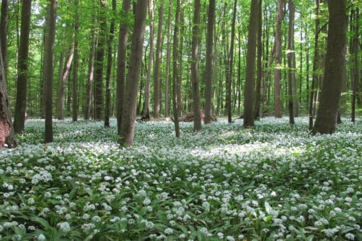 Abbildung: Das Foto zeigt einen Buchenwald mit hellgrünem Frühlingslaub. Der Waldboden ist von niedrig wachsenen Pflanzen mit weißen Blüten bedeckt.