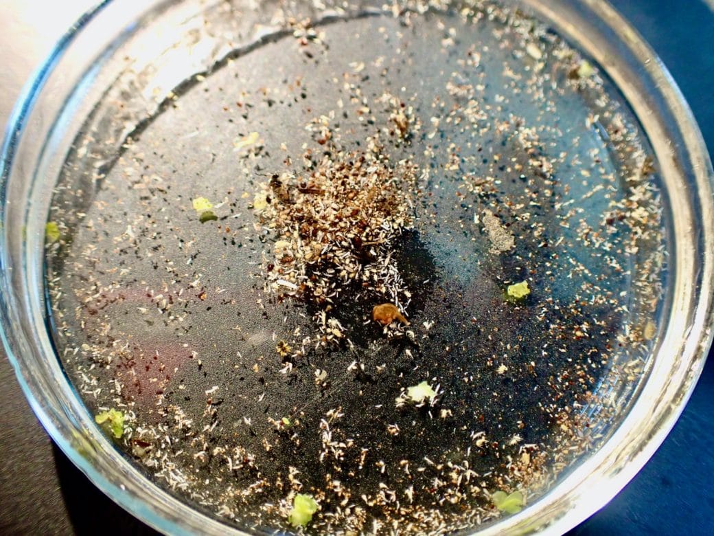 Abbildung: Das Foto zeigt in einer Petrischale eine Bodenprobe von Mikro-Arthropoden. Zu sehen sind hunderte von Exemplaren, wovon die meisten Collembola sind.