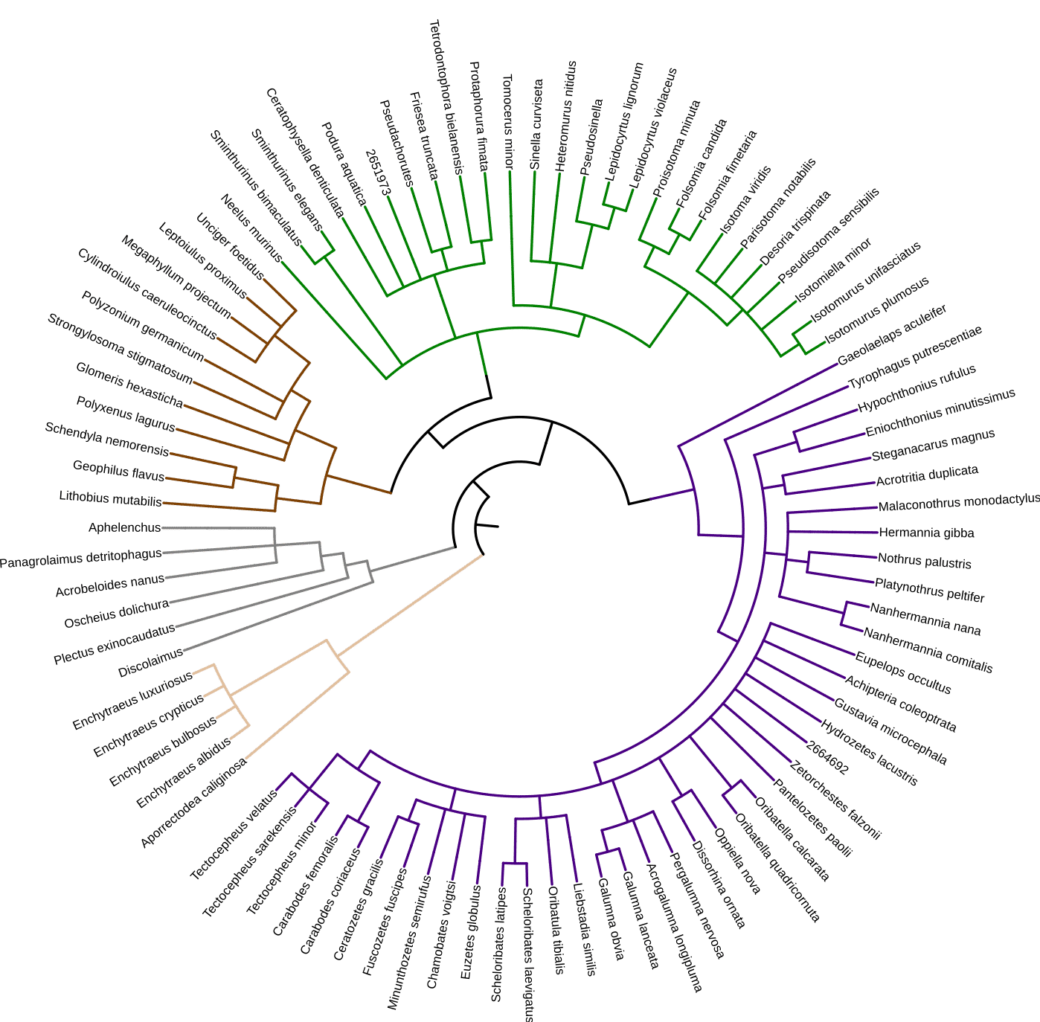 Abbildung: Das Schaubild zeigt grafisch dargestellt eine Auflistung der Namen von Arten von Bodenwirbellosen, deren Genome verfügbar sind.
