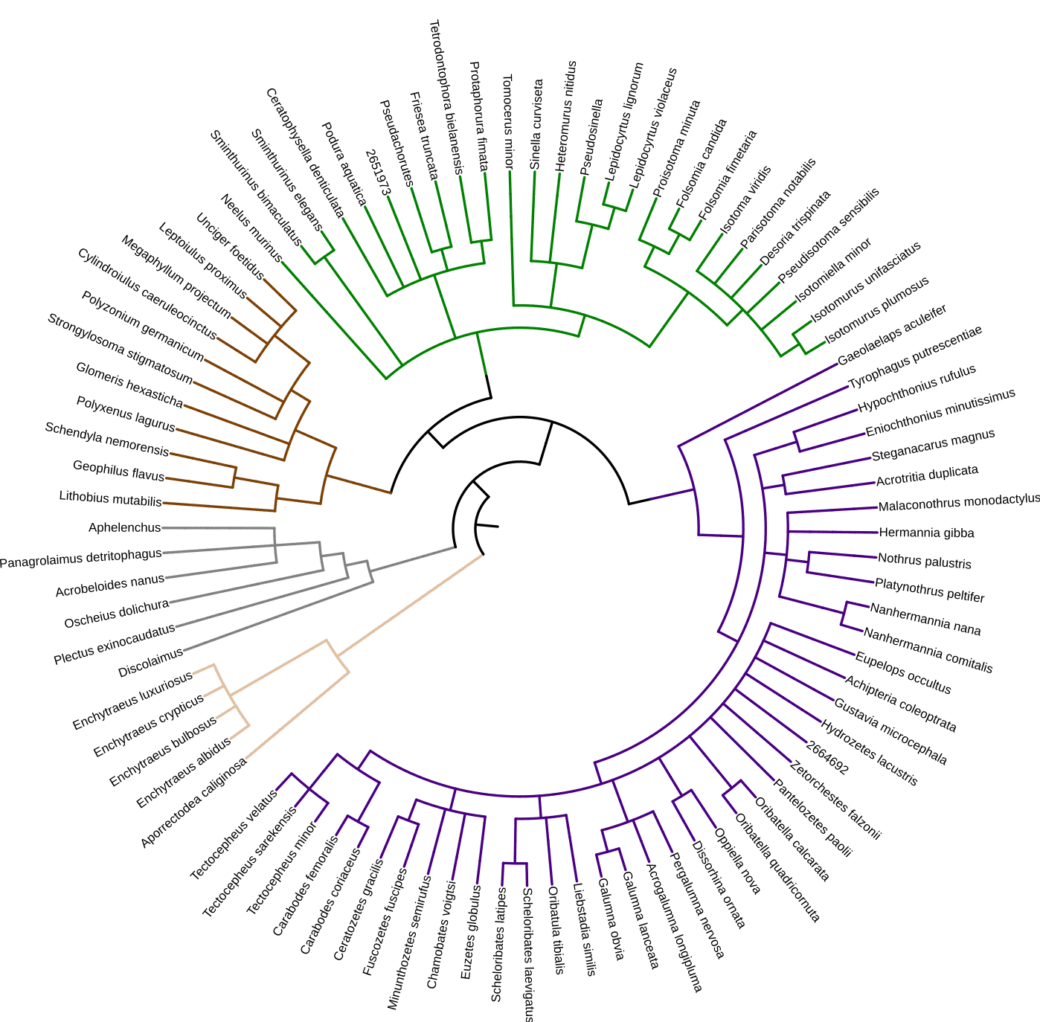 Picture: The graph shows a listing of the names of species of soil invertebrates whose genomes are available.