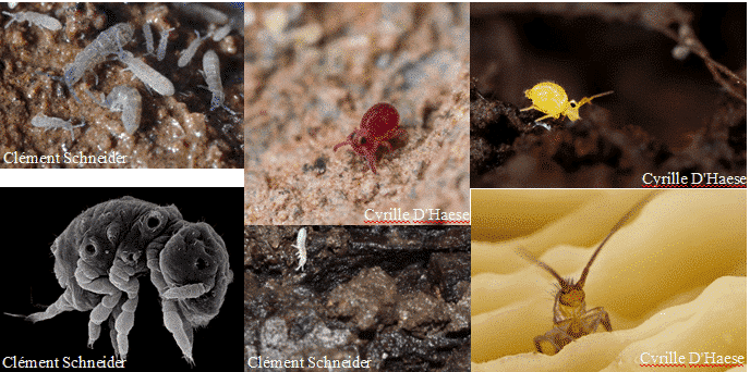 Abbildung: Die Collage zeigt auf sechs Fotos Exemplare unterschiedlicher Collembola-Arten.