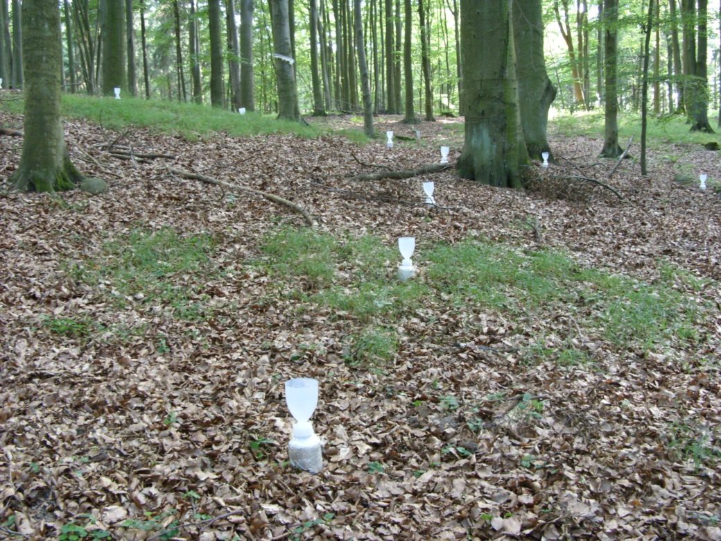 Abbildung: Das Foto zeigt großflächig den Boden in einem sommerlichen Wald. Über den Boden verteilt stecken 9 weiße Kunststoff-Flaschen zu ungefähr zwei Dritteln ihrer Länge im Boden. Über den Schraubverschlüssen der Flaschen sind halbtransparente becherförmige, oben offene Behälter zum Auffangen von Niederschlag angebracht.