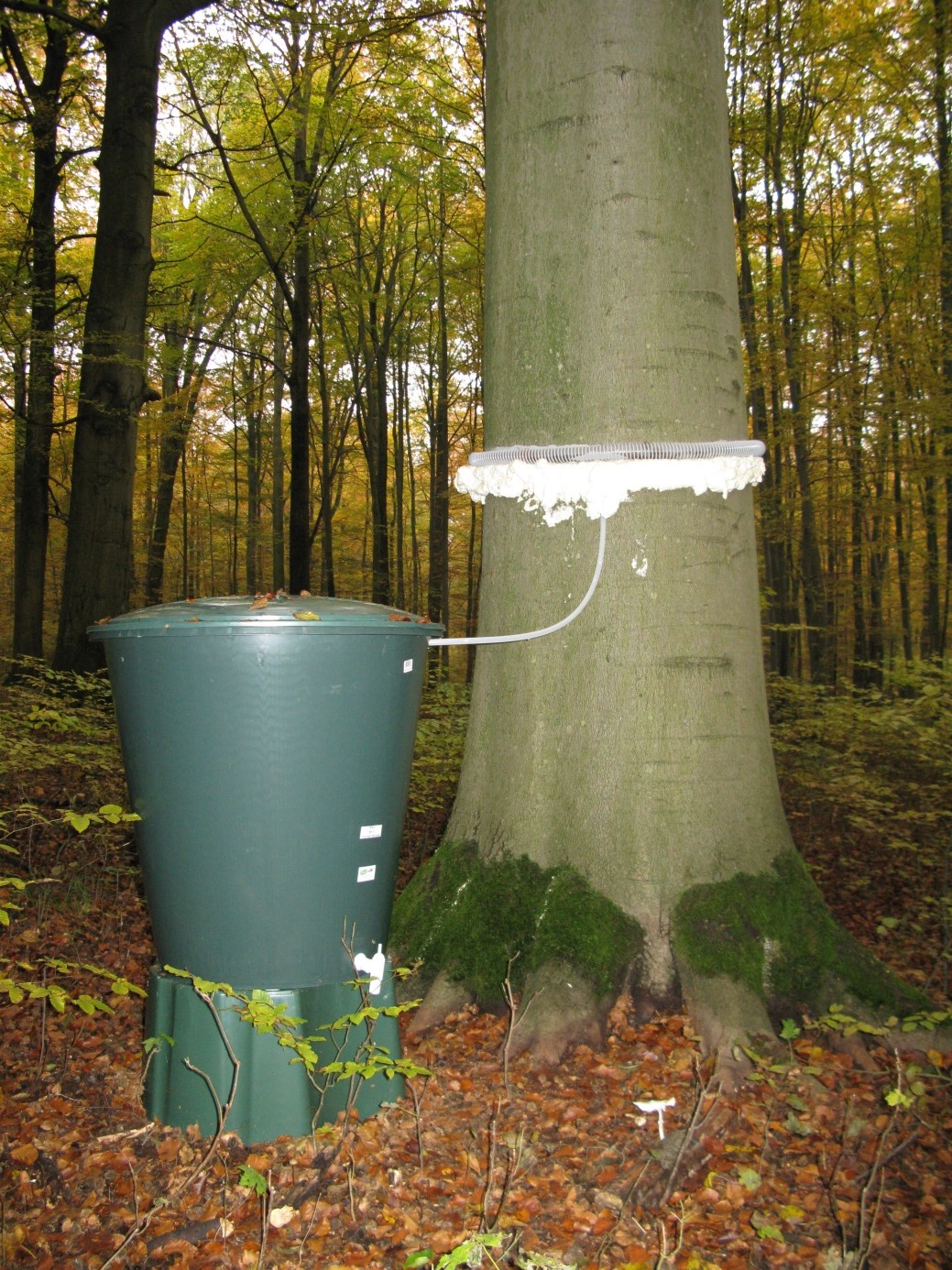 Abbildung: Das Foto zeigt in einem herbstlichen Wald links neben dem Stamm einer Buche einen tonnenförmigen Sammelbehälter für Stamm-Abflusswasser. Mit Polyurethan-Schaum, der wie Schlagsahne aussieht, ist eine Manschette rund um den Stamm gelegt worden. Die Schaum-Manschette fixiert einen ringförmigen Schlauch aus Kunststoff. Von dem Schlauch führt ein zweiter dünnerer Schlauch zu der dunkelgrünen Sammeltonne, die auf einem ebenfalls dunkelgrünen hockerartigen Podest auf dem mit Laub bedeckten Waldboden steht.