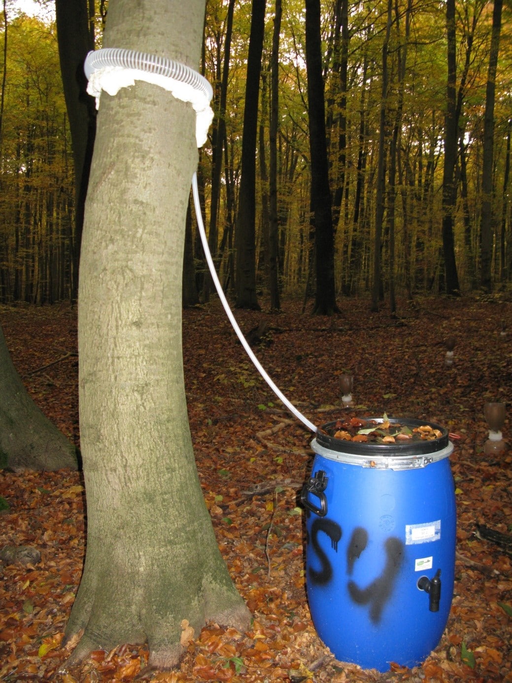 Abbildung: Das Foto zeigt in einem herbstlichen Wald rechts neben dem Stamm einer Buche eine Tonne zum Sammeln für Stamm-Abflusswasser. Mit Polyurethan-Schaum, der wie Schlagsahne aussieht, ist eine Manschette rund um den Stamm gelegt worden. Die Schaum-Manschette fixiert einen ringförmigen Schlauch aus Kunststoff. 
Von dem Schlauch führt ein zweiter dünnerer Schlauch nach unten zu der blauen Sammeltonne, die auf dem mit Laub bedeckten Waldboden steht. Der Deckel der Tonne hat eine erhöhte Umrandung, innerhalb derer sich Wasser und Laub angesammelt haben. An der Tonne befinden sich Tragegriffe und ein Auslass-Hahn.