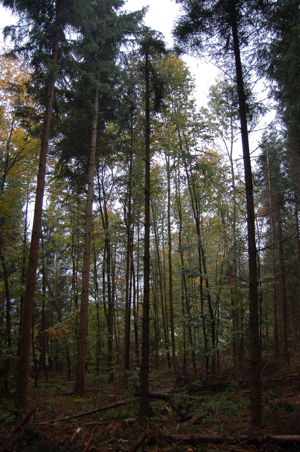 Picture: The photo shows a mixed beech forest with trees of the age class tree wood