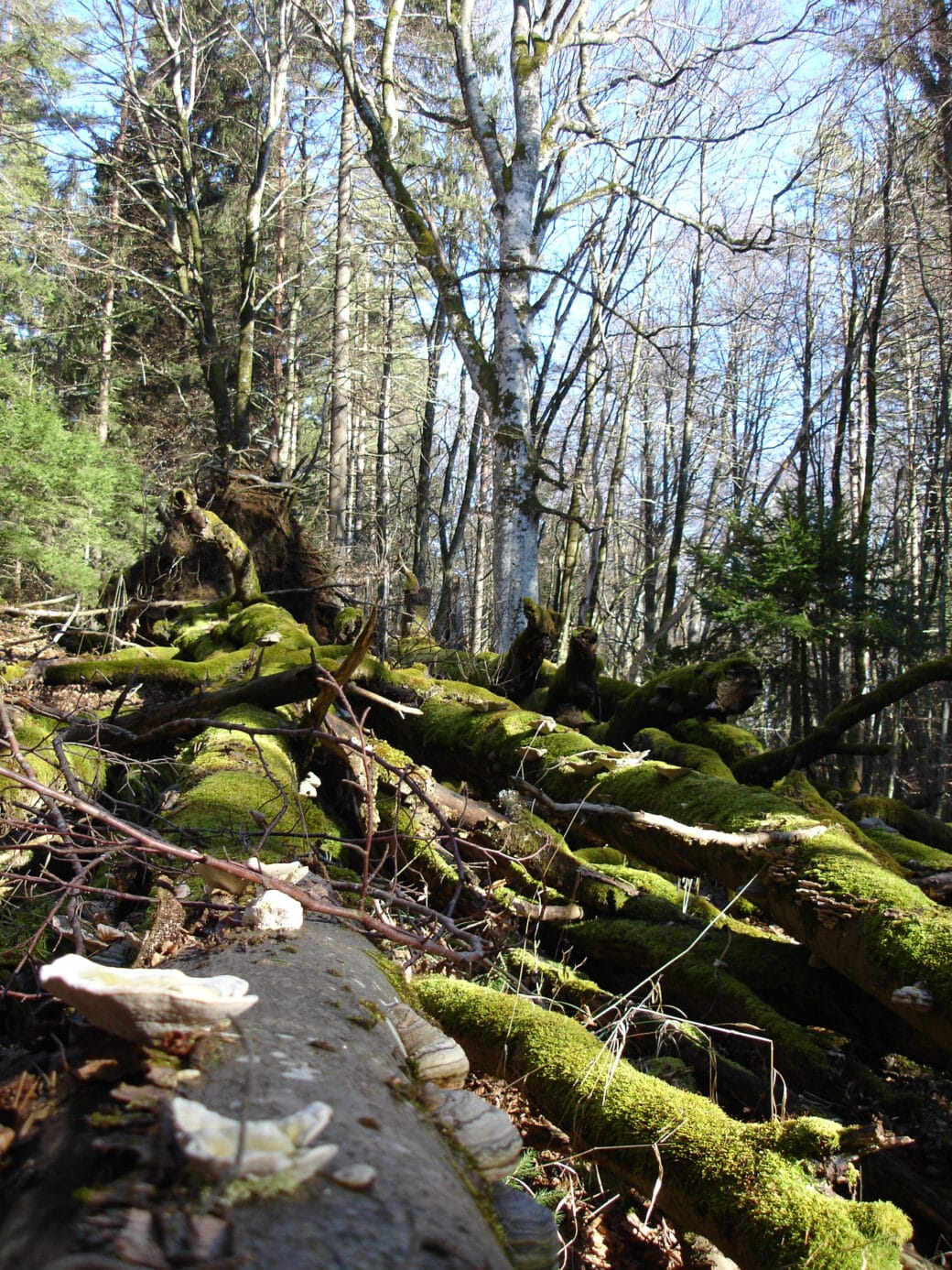 Picture: The photo shows a sunlit, undefoliated forest. In the foreground are several logs and branches of fungus- and moss-covered deadwood. In the center of the photo is a large birch tree. In the background are spruce and beech trees.