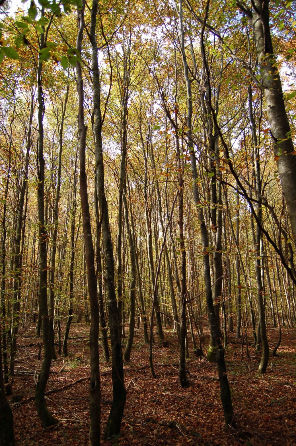 Picture: The photo shows an autumnal forest with beech trees in the young stand age class