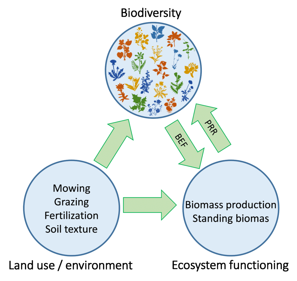 Picture: The diagram shows the relationship of the elements biodiversity, land use and ecosystem function. The three elements are symbolized as circles and placed in the form of a triangle. The upper center circle represents biodiversity and contains colored picture symbols for different plants. The lower left circle represents land use. Within the circle are the terms mowing, grazing, fertilization and soil texture. The lower right circle represents ecosystem function. Within the circle are the terms biomass production and standing biomass. From the circle for land use an arrow goes to the circle for biodiversity and to the circle for ecosystem function. From the circle for biodiversity an arrow goes to the circle for ecosystem function and from there an arrow goes back to the circle for biodiversity.