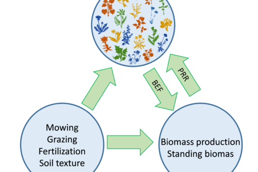 Picture: The diagram shows the relationship of the elements biodiversity, land use and ecosystem function. The three elements are symbolized as circles and placed in the form of a triangle. The upper center circle represents biodiversity and contains colored picture symbols for different plants. The lower left circle represents land use. Within the circle are the terms mowing, grazing, fertilization and soil texture. The lower right circle represents ecosystem function. Within the circle are the terms biomass production and standing biomass. From the circle for land use an arrow goes to the circle for biodiversity and to the circle for ecosystem function. From the circle for biodiversity an arrow goes to the circle for ecosystem function and from there an arrow goes back to the circle for biodiversity.