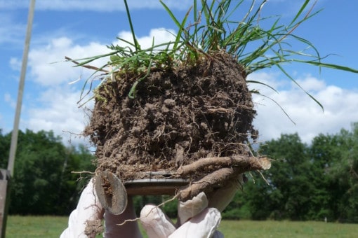 Picture: The photograph shows a piece of soil with grass growth lying on a round flat mineral container and held in front of the camera by two hands in white latex gloves. The size of the piece of soil is about twelve centimetres in height and about fifteen centimetres in diameter. Many predominantly fine roots can be seen in the soil. Long blades of grass grow on the surface of the piece of soil. In the background of the photograph a meadow and a row of leafy trees can be seen under a blue sky with a few clouds.