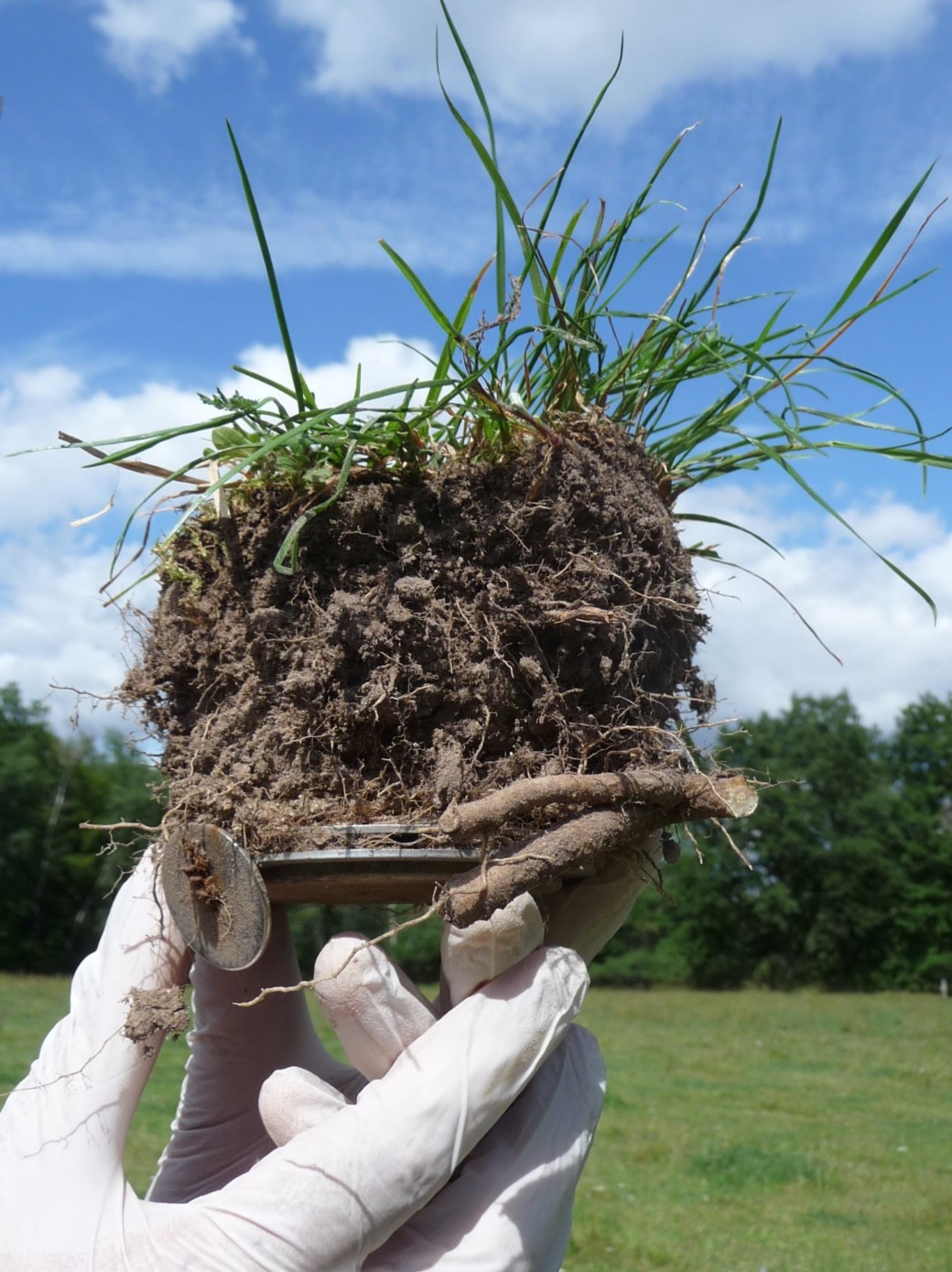 Picture: The photograph shows a piece of soil with grass growth lying on a round flat mineral container and held in front of the camera by two hands in white latex gloves. The size of the piece of soil is about twelve centimetres in height and about fifteen centimetres in diameter. Many predominantly fine roots can be seen in the soil. Long blades of grass grow on the surface of the piece of soil. In the background of the photograph a meadow and a row of leafy trees can be seen under a blue sky with a few clouds.