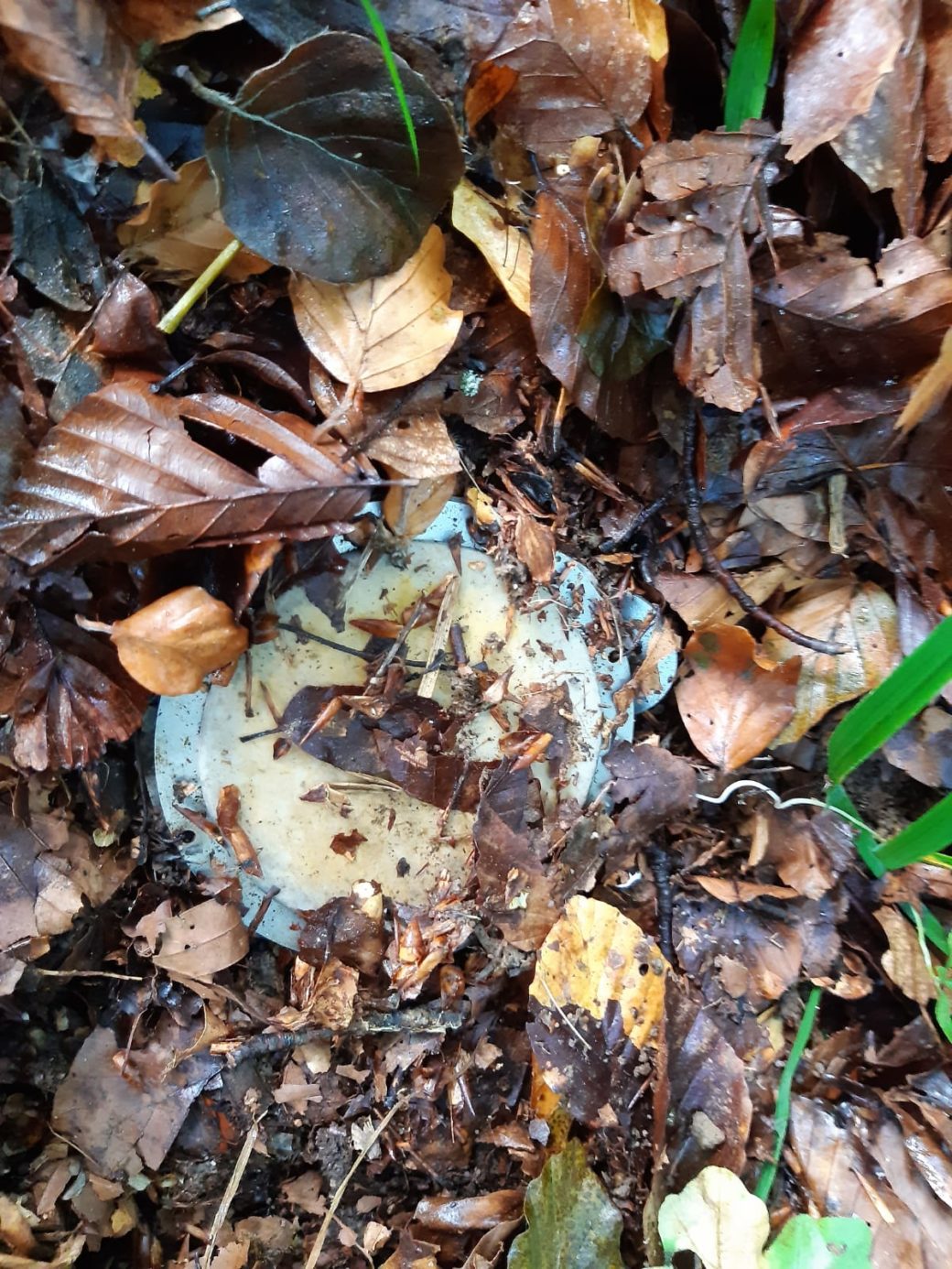 Picture: The photo shows a ground covered with wilted leaves and twigs photographed from above, with a mineral mixture container partially concealed between the leaves.