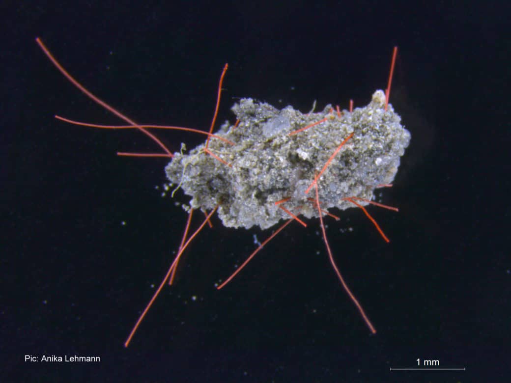 Abbildung: Das Makro-Foto zeigt vor schwarzem Hintergrund ein Stück graubraunes Boden-Aggregat mit künstlich zugesetzten, langen roten fadenförmigen Mikroplastik-Fasern.