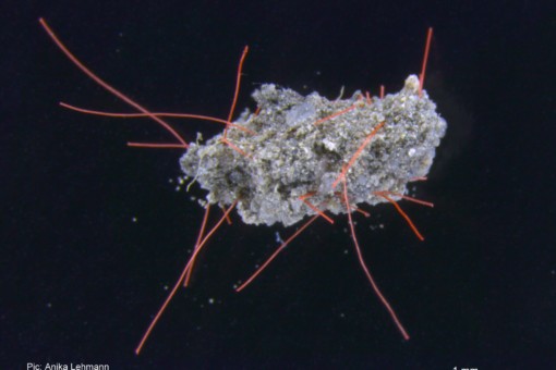 Picture: The macro photo shows a piece of grey-brown soil aggregate with artificially added long red filamentous microplastic fibres in front of a black background.