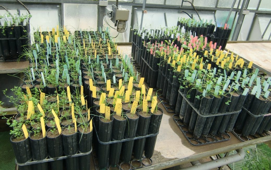 Picture: The photograph shows a table in a greenhouse on which there are twenty-five long black tube-like containers in each of seventeen racks, filled with soil and containing various grassland plants. In all the containers are strip-like labels, each rack either yellow, blue, white or red in colour