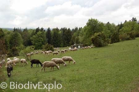 Picture: The photo shows a summer meadow with a grazing flock of sheep. Two of the sheep are black. In the background a ringed climate measuring station, bushes, shrubs and coniferous and deciduous trees can be seen