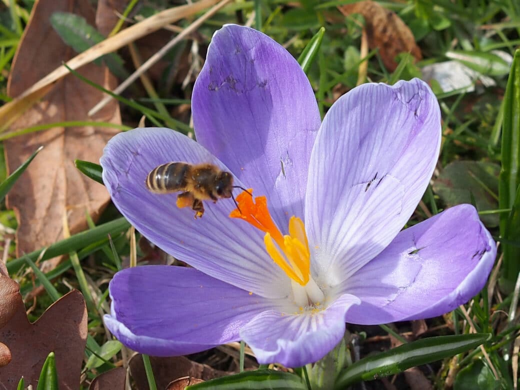 Abbildung: Das Foto zeigt eine Biene beim Nektarsammeln an den Fruchtblättern einer violetten Krokusblüte.