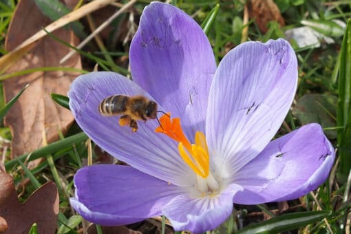 Abbildung: Das Foto zeigt eine Biene beim Nektarsammeln an den Fruchtblättern einer violetten Krokusblüte.