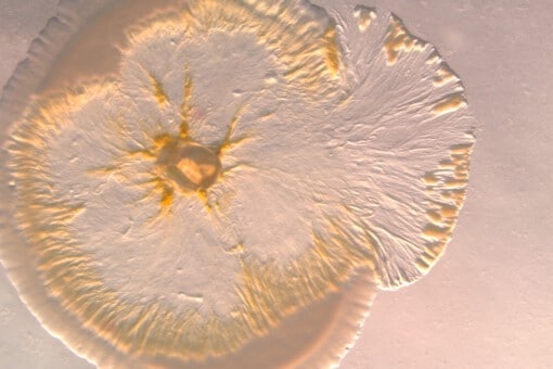 Abbildung: Das Foto zeigt von oben fotografiert in einer Petri-Schale eine Myxobakterien-Kultur, die sich kreisförmig über eine E-Coli-Kultur ausbreitet und sie frisst.