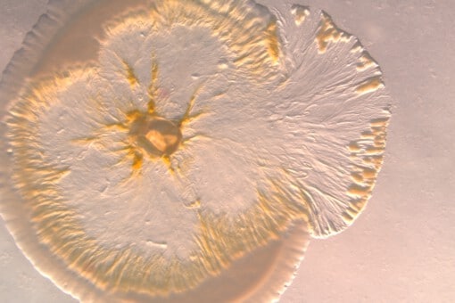 Picture: The photo shows a myxobacteria culture photographed from above in a Petri dish, spreading in a circle over an e-coli culture and eating it.