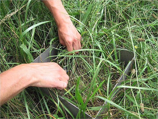 Picture: The photo shows a sample area in an unmown meadow, which is surrounded by a square biomass frame. The frame is made of grey metal and has an edge length of about forty centimetres and a height of about fifteen centimetres. You can see the two hands of a person taking grass from the sample area.