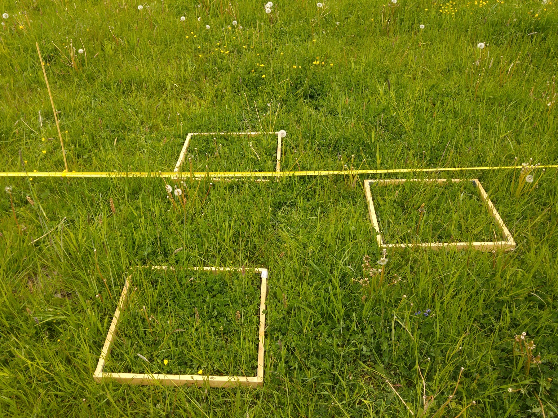 Abbildung: Das Foto zeigt eine grüne Wiese, auf der drei gelbe quadratische Rahmen liegen, die Beprobungsflächen eingrenzen. Quer durchs Bild zieht sich ein gelbes Band zur Umgrenzung eines Plots. Links oben im Bild steckt ein dünner Markierungs-Stab im Boden.