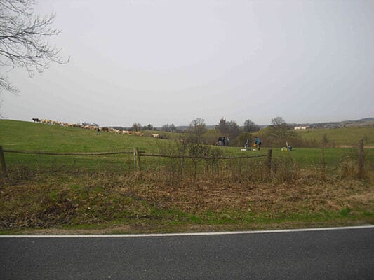 Picture: The photo shows a meadow in the Schorfheide in April Two thousand eleven where sampling is being carried out. In the foreground, the grassy verge along an asphalted country road can be seen. Behind it, the meadow runs up a hill on the left where a herd of cattle is grazing. On the right of the meadow, there are people carrying out sampling work. Behind the meadow, unfoliaged bushes and trees can be seen, as well as further meadows and wooded hills on the horizon.