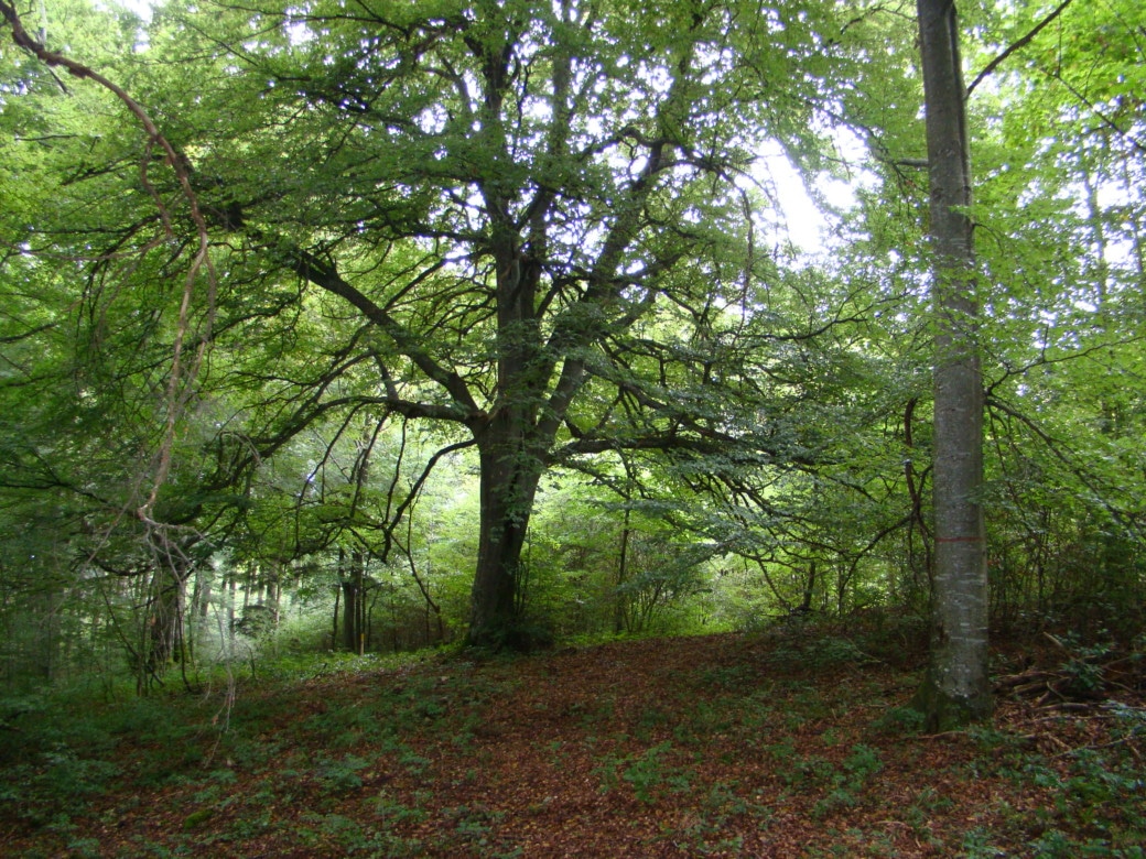 Abbildung: Das Foto zeigt  in einem sommerlichen schattigen Wald eine ausladende, große Buche.