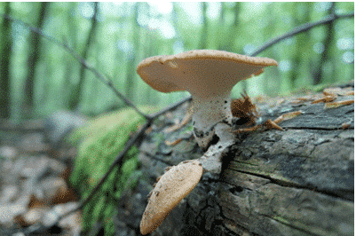 Abbildung: Das Foto zeigt einen Pilz, der auf einem im Wald liegenden Totholz-Baumstamm wächst.