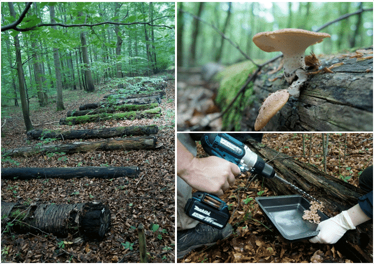 Picture: The collage contains three photos on the subject of sampling wood. Photo 1 shows a row of deadwood tree trunks in a summer forest, arranged like the rungs of a ladder on the forest floor. Photo 2 shows a close-up of a mushroom on deadwood. Photo 3 shows a hand on the left of the picture drilling into a deadwood tree trunk with a drill. The drilled-out material is collected in a metal bowl held against the tree trunk by a hand on the right of the picture.