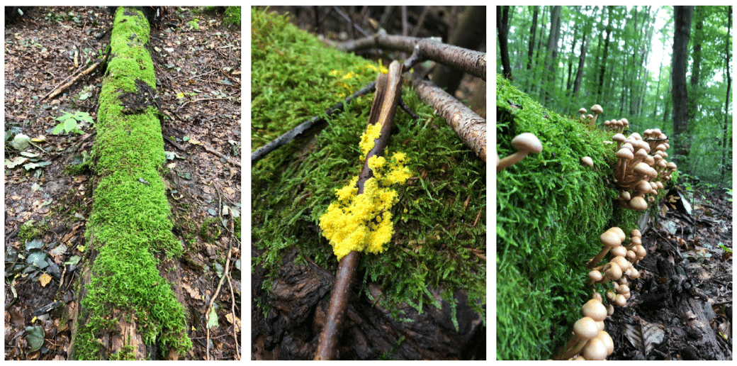Picture: The collage contains three photos. Photo 1 shows a deadwood log lying on the forest floor, overgrown lengthwise with green moss. Photo 2 shows a twig leaning against a deadwood log, overgrown with a bright yellow fungal network. Photo 3 shows a deadwood log with many fungal fruiting bodies of the genus Stockschwämmchen growing along it