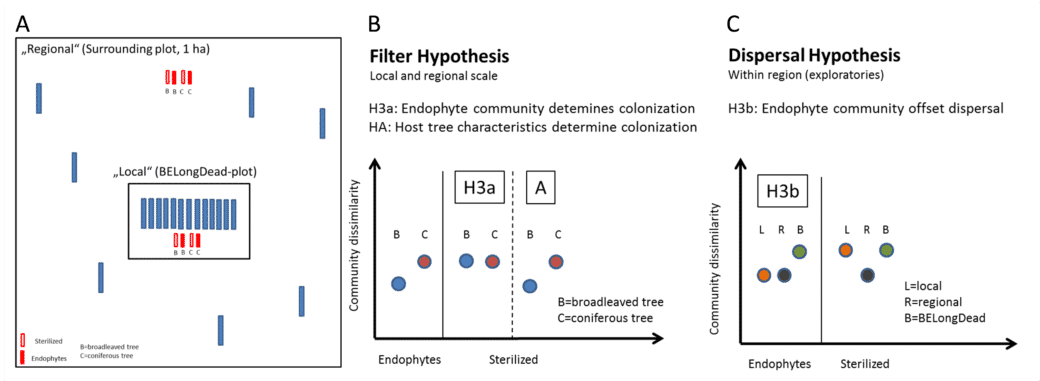 Picture: The diagram shows three diagrams on the concept of the be sterile experiment to illustrate the design, the filter hypothesis and the propagation hypothesis.