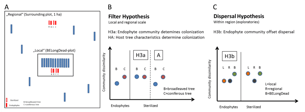 Abbildung: Das Schaubild zeigt drei Diagramme zum Konzept des Experiments Bi Sterail zur Veranschaulichung des Designs, der Filterhypothese und der Ausbreitungshypothese.