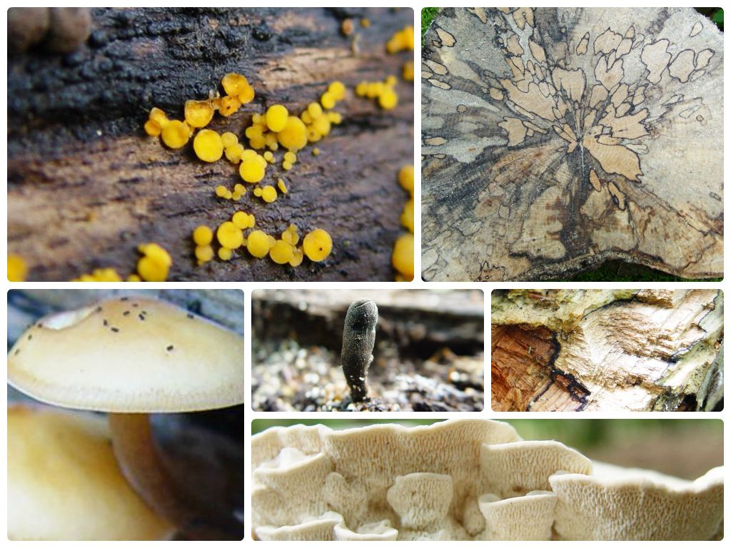 Abbbildung: Die Collage zeigt sechs Fotos mit verschiedenen Pilzarten auf Totholz.