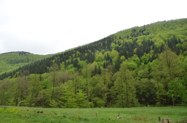 Abbildung: Das Foto zeigt im Frühling bewaldete Hügel, auf denen eine Mischung aus Buchen und Fichten wachsen.