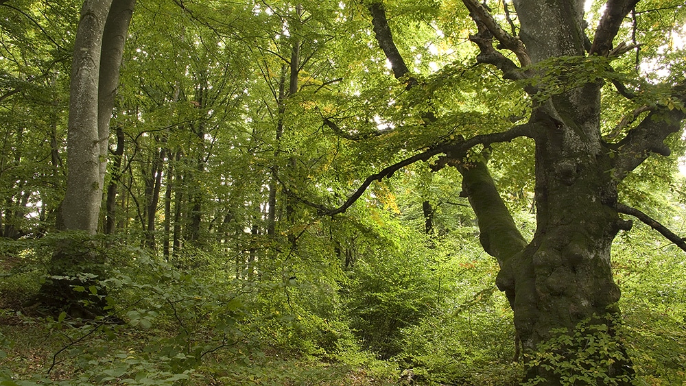 Abbildung: Das Foto zeigt eine große alte Buche in einem sommerlichen Wald des Naturschutzgebiets auf der Schwäbschen Alb.