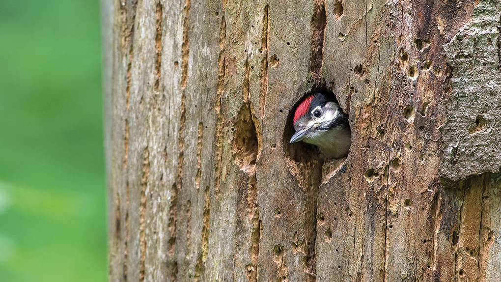 Picture: The photo shows a young spotted woodpecker looking out from a breeding cavity in a tree trunk.