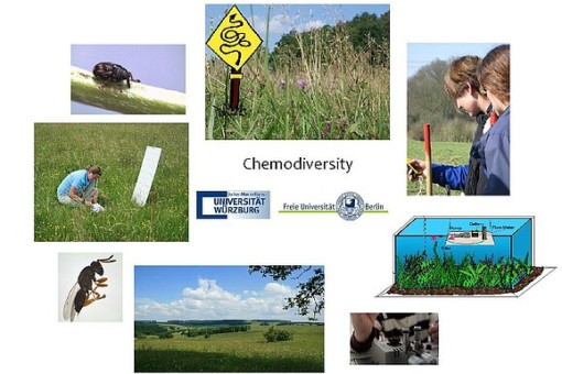Picture: The collage contains seven photos and a drawing arranged in a circle. In the centre of the circle is the writing "Chemo-Diversity" and below it the logos of the University of Würzburg and the Free University of Berlin. Photo 1 shows a beetle on a leaf stem. Photo 2 shows an unmown meadow in summer. A check-shaped warning sign is mounted in the photo, showing the black outline of a snake on a yellow background. Photo 2 shows two young scientists in a meadow reading a meter. Photo 3 shows a hand holding a pipette over a laboratory instrument. Photo 4 shows a summer meadow landscape with forests on the horizon under a blue sky with clouds. Photo 5 shows a bee or wasp. Photo 6 shows a young kneeling scientist in an unmown meadow, handling something lying in the grass in front of her. The drawing shows a kind of biosphere with soil, plants and sky, visually represented like an aquarium.