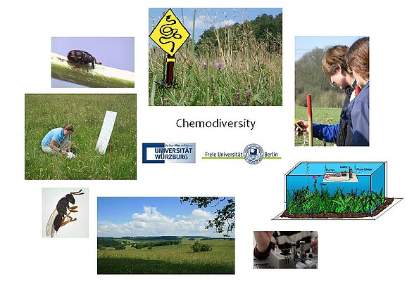 Picture: The collage contains seven photos and a drawing arranged in a circle. In the centre of the circle is the writing "Chemo-Diversity" and below it the logos of the University of Würzburg and the Free University of Berlin. Photo 1 shows a beetle on a leaf stem. Photo 2 shows an unmown meadow in summer. A check-shaped warning sign is mounted in the photo, showing the black outline of a snake on a yellow background. Photo 2 shows two young scientists in a meadow reading a meter. Photo 3 shows a hand holding a pipette over a laboratory instrument. Photo 4 shows a summer meadow landscape with forests on the horizon under a blue sky with clouds. Photo 5 shows a bee or wasp. Photo 6 shows a young kneeling scientist in an unmown meadow, handling something lying in the grass in front of her. The drawing shows a kind of biosphere with soil, plants and sky, visually represented like an aquarium.