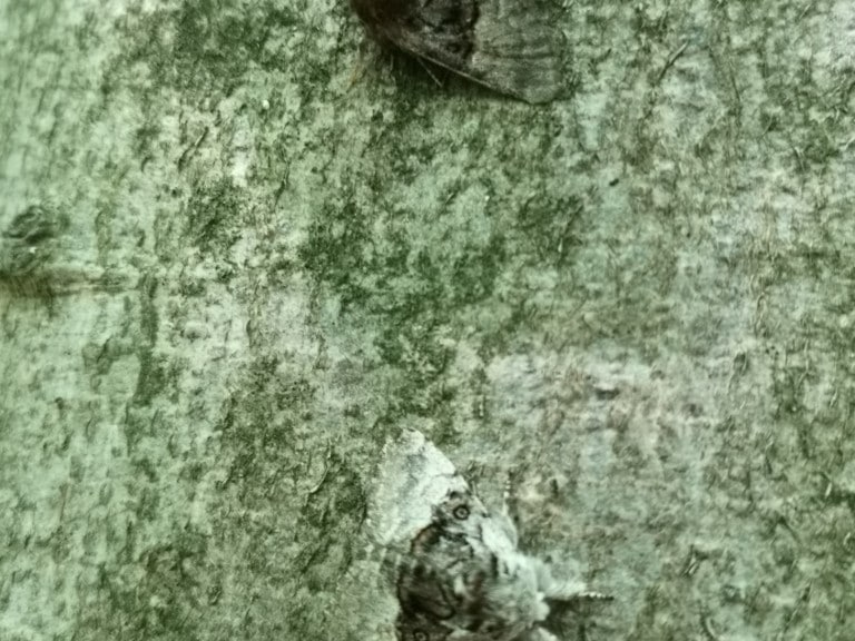 Abbildung: Das Foto zeigt zwei Exemplare eines Nachtfalters der Art Colocasia Coryli gut getarnt auf einem grüngrauen Baumstamm.