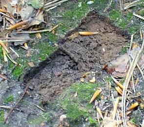 Picture: The photo shows two free spots in the soil after a crust removal.