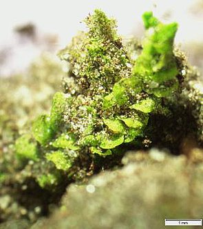 Picture: The photo shows a close-up of liverwort.