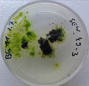 Abbildung: Das Foto zeigt eine Petrischale mit Laubmoos-Anreicherungskulturen darin.