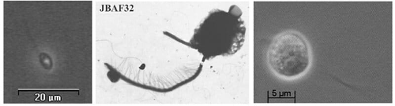 Abbildung: Die Collage enthält drei Schwarzweiß-Mikroskop-Aufnahmen von Flagellaten. Foto 1 zeigt ein Exemplar von Kinetoplastea. Foto 2 zeigt ein Exemplar von Chrysophytes. Foto 3 zeigt ein Exemplar von Cercozoa.