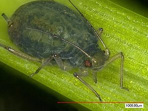 Picture: The photo shows a close-up of an aphid on a blade of grass.