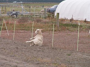 Abbildung: Das Foto zeigt das Gelände einer Farm in Neuseeland mit einem auf der Seite liegenden Schaf, das durch den Verzehr von mit Endophyten infizierten Gräsern vergiftet wurde.