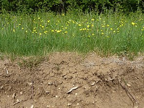 Abbildung: Das Foto zeigt den Übergangsbereich von Ackerboden zu einer Wiese mit hohem Gras und gelben Blüten.